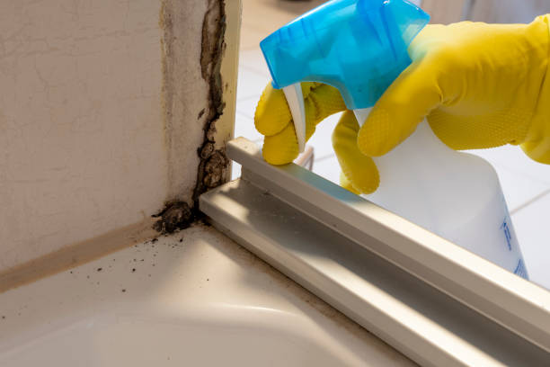 Best Black Mold Removal  in Newton, IA