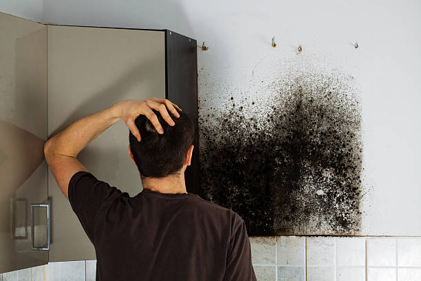 Best Mold Damage Repair  in Newton, IA